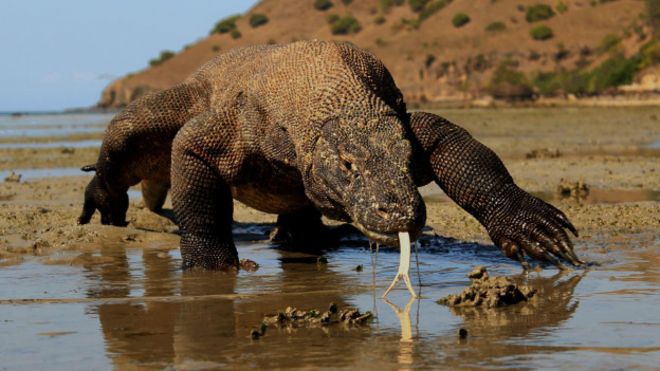 Komodo, la isla donde hay dragones de verdad