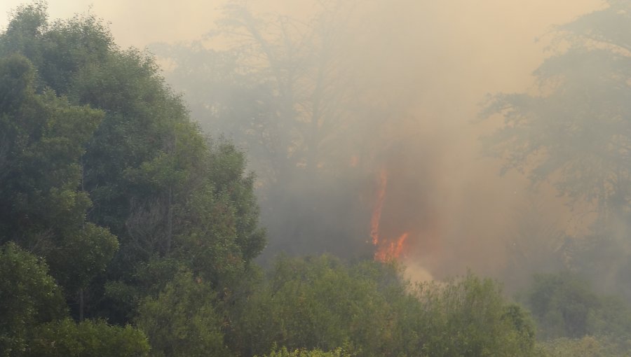 Conaf habilita cortafuegos en Lago Peñuelas