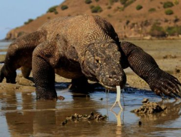 Komodo, la isla donde hay dragones de verdad