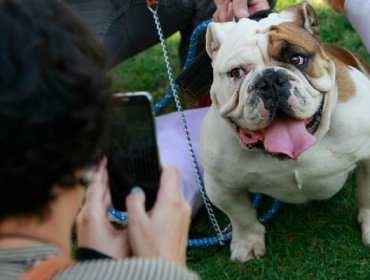 Los cuidados que se le deben tener a un perro senil