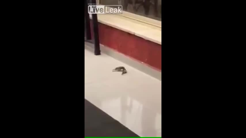 Impresionante, captan a pequeño pájaro que quiere resucitar a su compañero