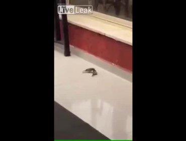 Impresionante, captan a pequeño pájaro que quiere resucitar a su compañero