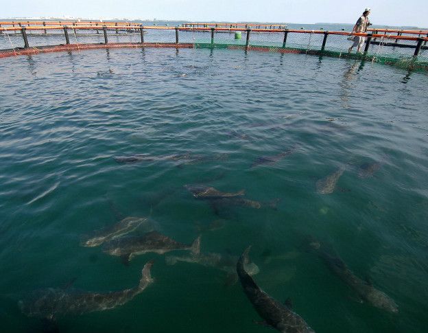 Cobia, el pez depredador que escapó de un criadero en Ecuador y ahora amenaza a Colombia, Panamá y México