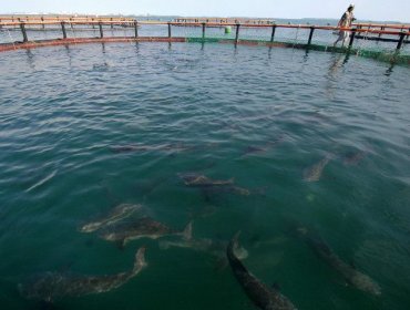 Cobia, el pez depredador que escapó de un criadero en Ecuador y ahora amenaza a Colombia, Panamá y México