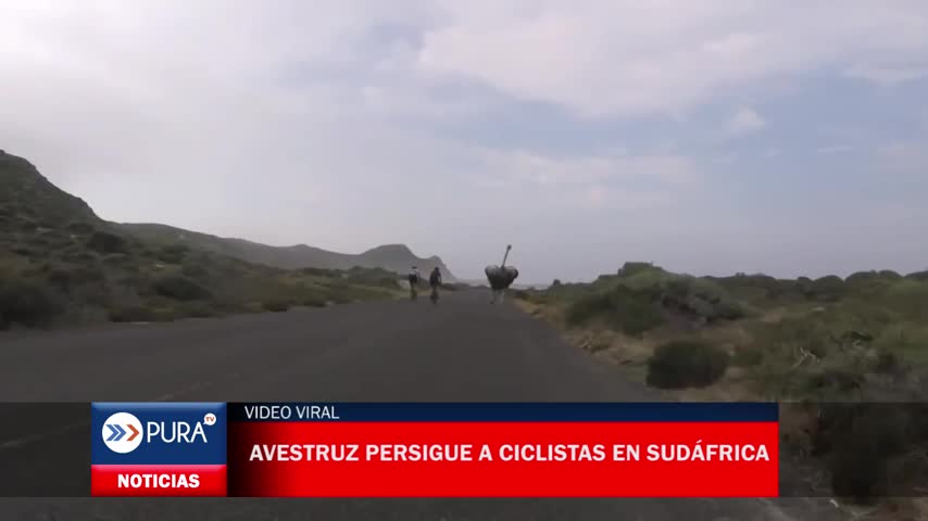 Avestruz persigue a asustados ciclistas en Sudáfrica y se convierte en viral