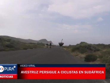 Avestruz persigue a asustados ciclistas en Sudáfrica y se convierte en viral