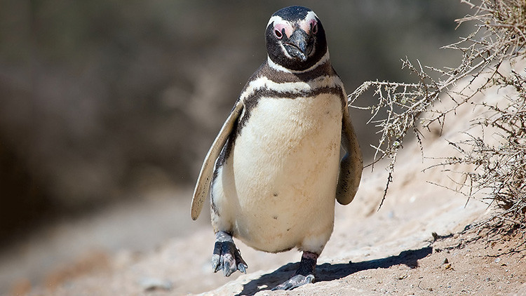 Un pingüino nada 8.000 kilómetros cada año para reencontrarse con un brasileño que le salvó la vida