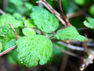 Las plantas producen agua oxigenada para reaccionar al ataque de agentes nocivos