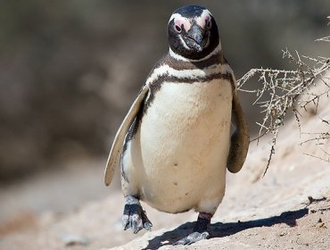 Un pingüino nada 8.000 kilómetros cada año para reencontrarse con un brasileño que le salvó la vida