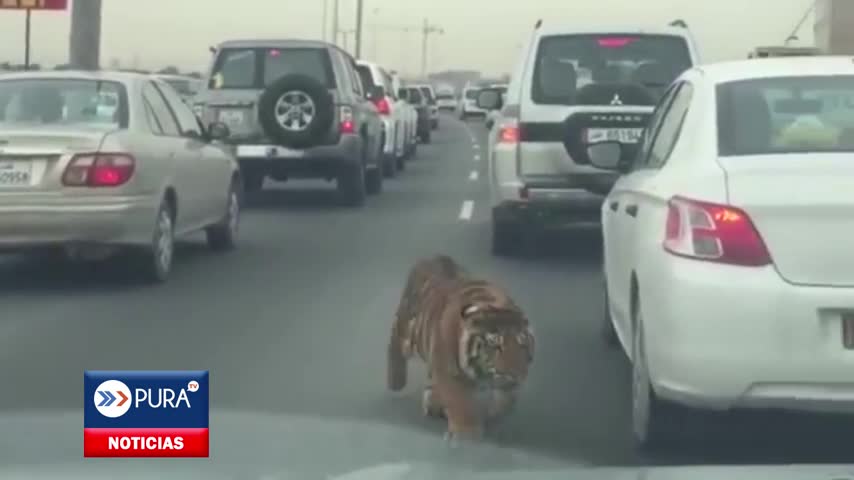 Increíble: Tigre aparece en medio de un taco en carretera de Catar