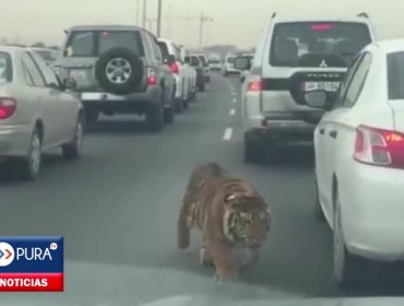 Increíble: Tigre aparece en medio de un taco en carretera de Catar