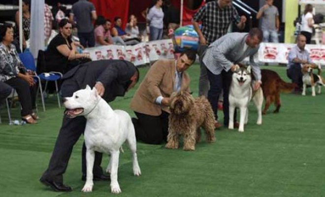 Perros de raza de todo Chile compiten en Viña del Mar