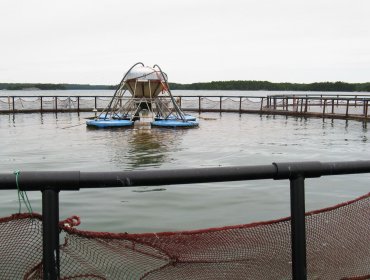 Sostienen que mortandad de salmones será devastador para la industria