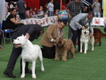 Perros de raza de todo Chile compiten en Viña del Mar