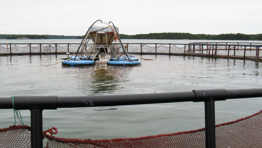 Sostienen que mortandad de salmones será devastador para la industria