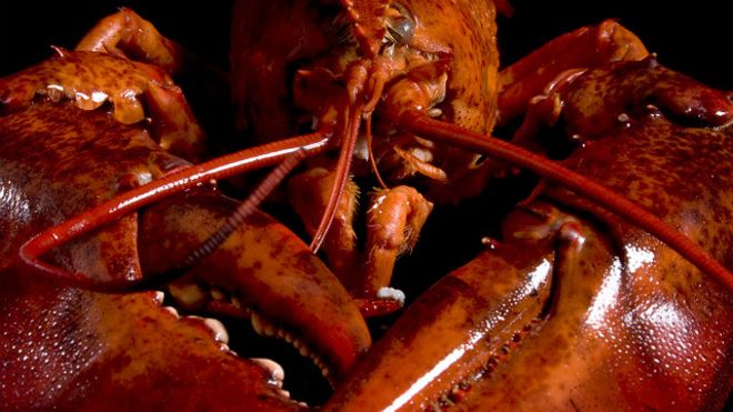 Cómo la langosta pasó de ser comida para cerdos a cena de ricos