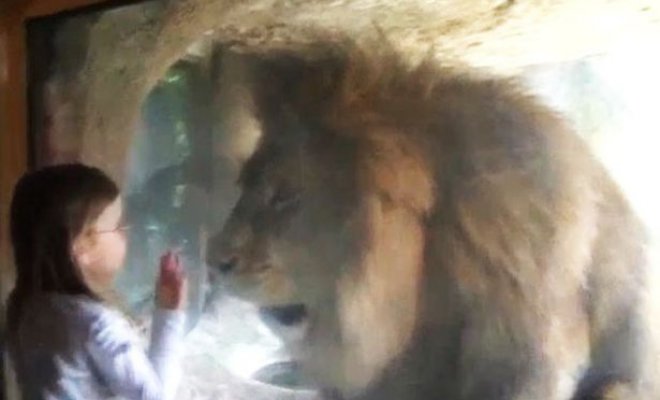 Esta niña quiso acariciar a un león en un zoológico sin saber cuál sería su reacción