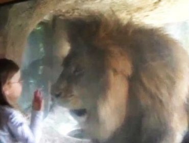 Esta niña quiso acariciar a un león en un zoológico sin saber cuál sería su reacción