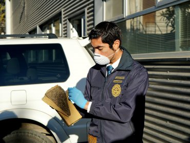 PDI La Calera incauta en control carretero 826 dosis de marihuana