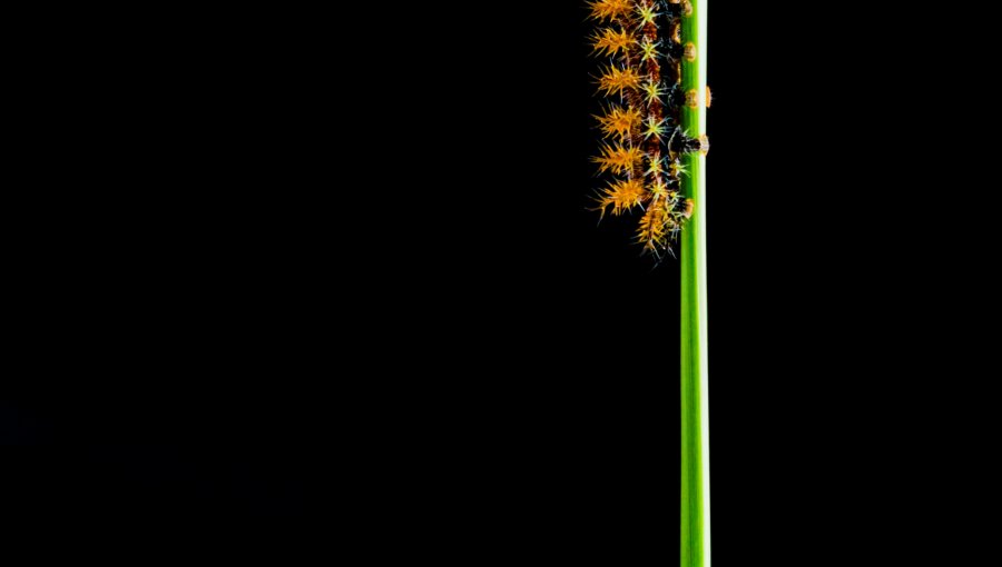 Fotógrafo osornino gana Premio Nacional de los Sony World Photography Awards, el concurso fotográfico más importante del mundo