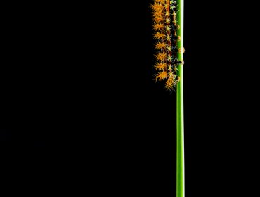 Fotógrafo osornino gana Premio Nacional de los Sony World Photography Awards, el concurso fotográfico más importante del mundo