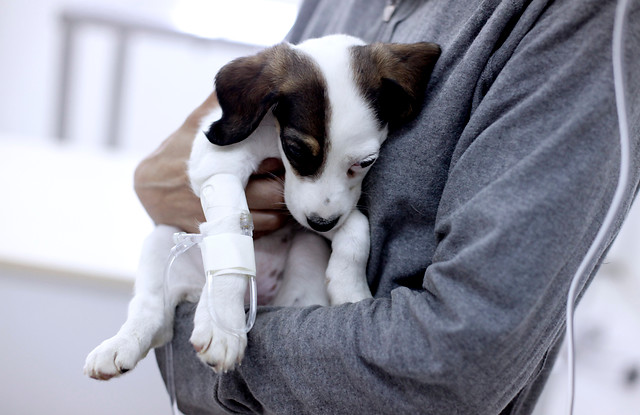 Acupuntura para perros