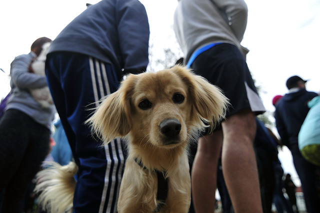 ¿Qué ven los perros cuando miran televisión?