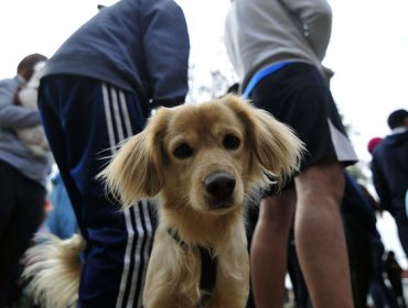 ¿Qué ven los perros cuando miran televisión?