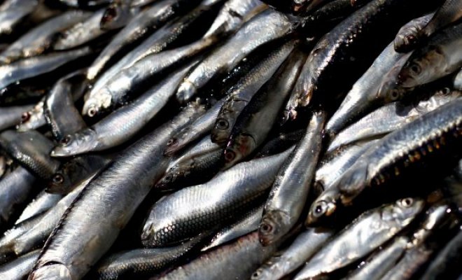 Los Ríos: 4 toneladas de sardinas muertas en la playa generan preocupaciones