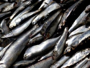 Los Ríos: 4 toneladas de sardinas muertas en la playa generan preocupaciones