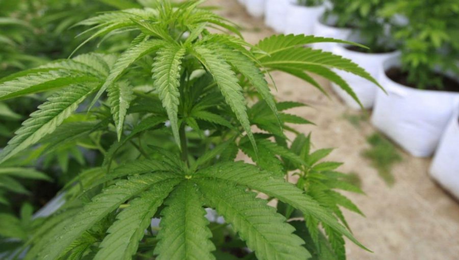 Marihuana en Chile: realismo terapéutico