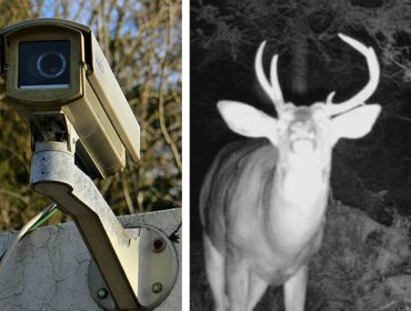 Dejaron la cámara encendida toda la noche en un bosque y lo que grabaron los dejó en ¡SHOCK!