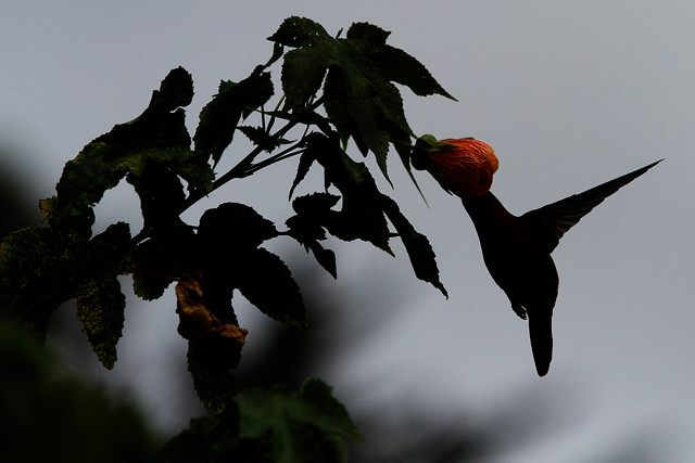 Vivir en la ciudad hace a los pájaros más inteligentes