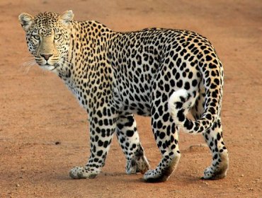 Un cómico 'entristece' a los españoles al posar con un leopardo abatido en un safari