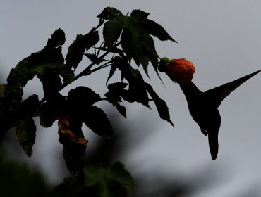 Vivir en la ciudad hace a los pájaros más inteligentes