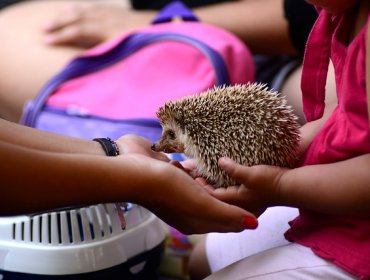 Las siete curiosidades de los erizos de tierra