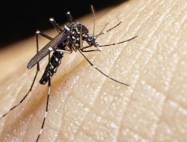 Zika en Chile: Primer infectado por transmisión sexual en el país