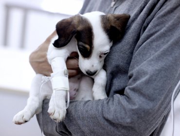 Evita los mareos de tu perro en el auto