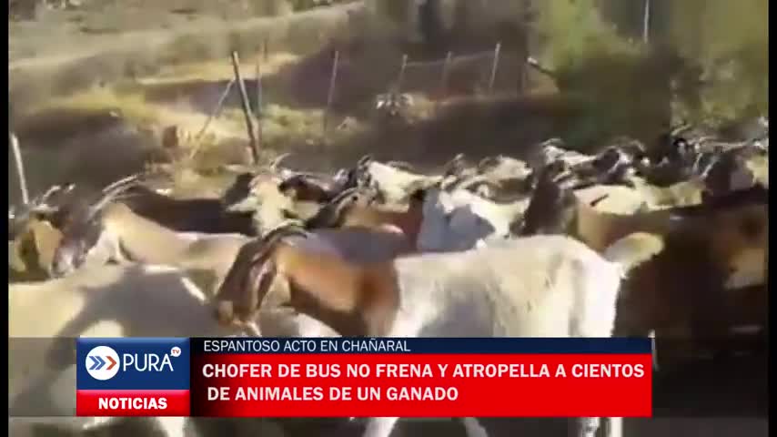 ¡Espantoso! Chofer de bus no frena y atropella a cientos de animales de un ganado