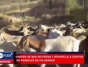 ¡Espantoso! Chofer de bus no frena y atropella a cientos de animales de un ganado