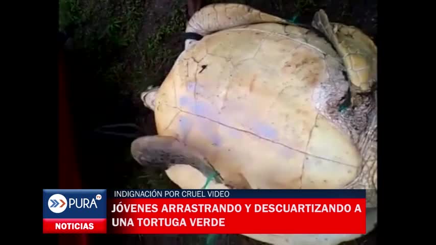 Indignación por cruel video que muestra a jóvenes arrastrando y descuartizando a una tortuga verde