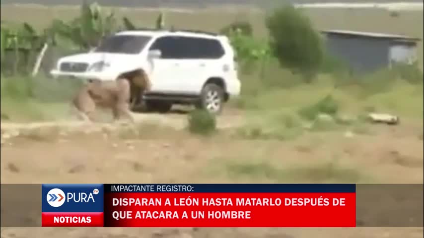 Impactante registro: disparan a león hasta matarlo después de que atacara a un hombre