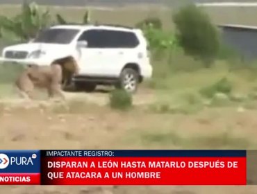 Impactante registro: disparan a león hasta matarlo después de que atacara a un hombre