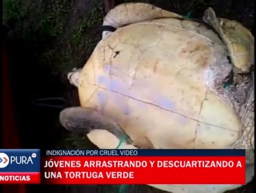 Indignación por cruel video que muestra a jóvenes arrastrando y descuartizando a una tortuga verde