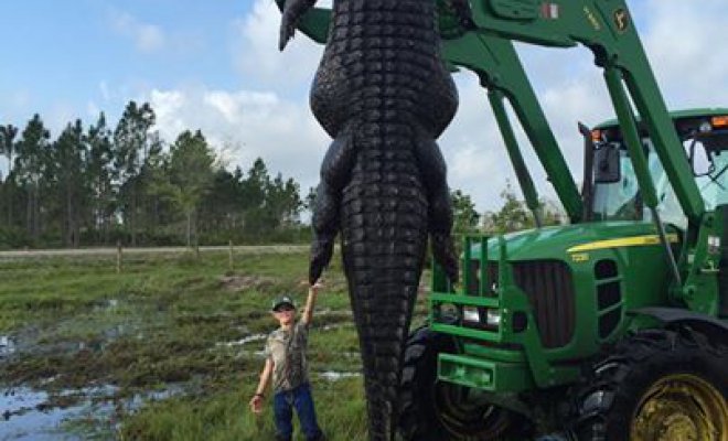 EE.UU.: Capturan en Florida a un "monstruoso caimán" de casi 5 metros (foto)