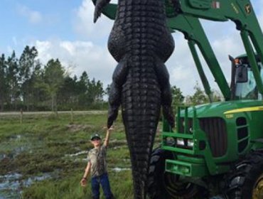 EE.UU.: Capturan en Florida a un "monstruoso caimán" de casi 5 metros (foto)