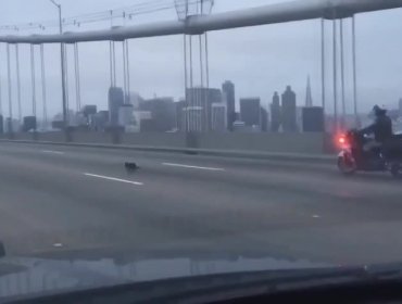 Pequeño chihuahua desata persecución policiaca en San Francisco