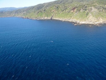 Armada detectó mancha de 16 kilómetros en el mar con miles de medusas