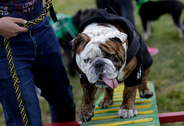 Las divertidas imágenes del "Perrotón Dog Chow 2016"