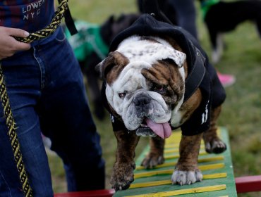 Las divertidas imágenes del "Perrotón Dog Chow 2016"